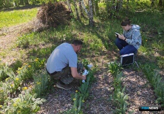 «Краснокнижному» растению помогут водоросли «Краснокнижному» растению помогут водоросли