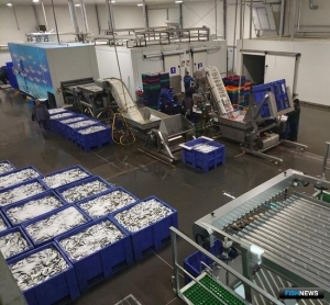 Рыбный бизнес Калининградской области приглашают за субсидиями