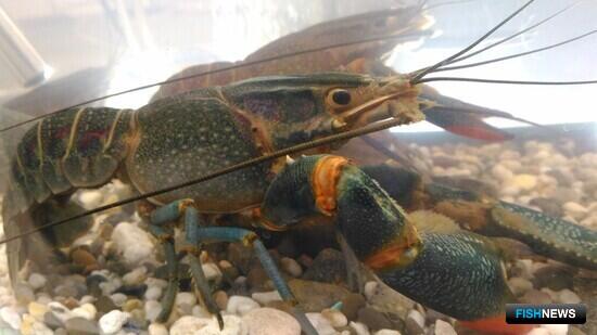 Астраханские ученые создали необычный корм для раков