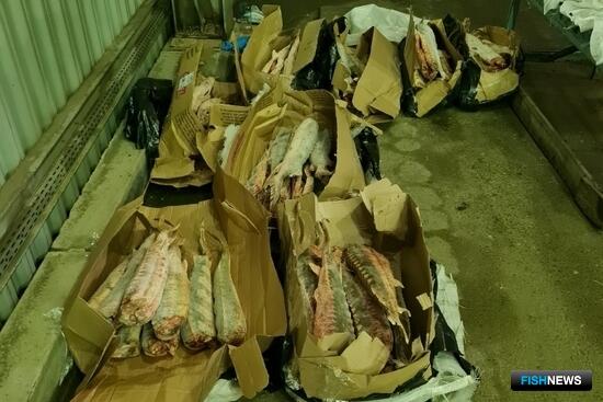 Осетровый багаж &laquo;засветился&raquo; на КПП в Дагестане