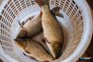 Озера Западной Сибири подготовили под аквафермы