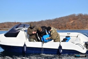 В Приморье подсчитали годовые выпуски трепанга и гребешка