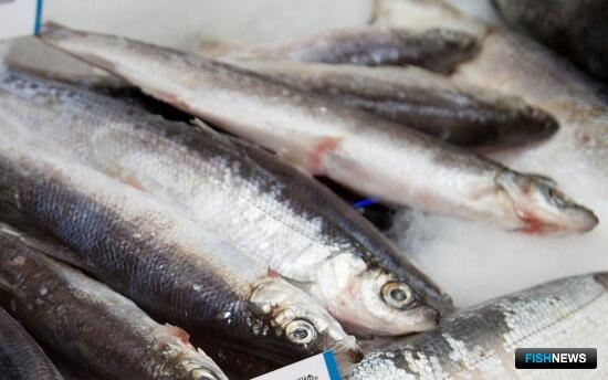 НАО нарастил добычу рыбы