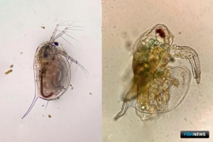 Нанопластик вызвал нарушения у микроводорослей и рачков