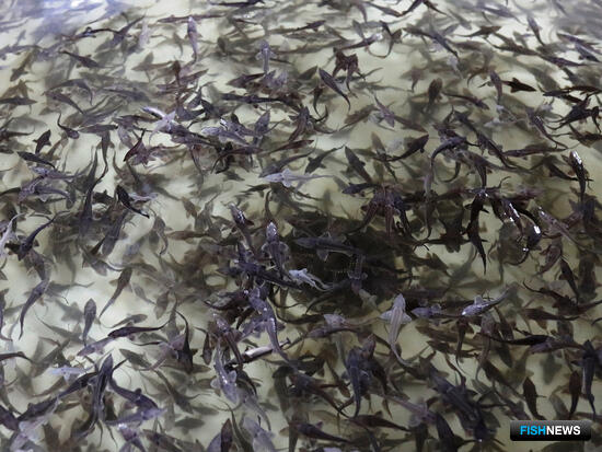 Красноярский край готовит Енисею новых осетрят