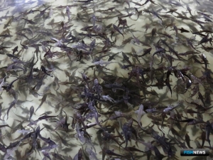 Красноярский край готовит Енисею новых осетрят