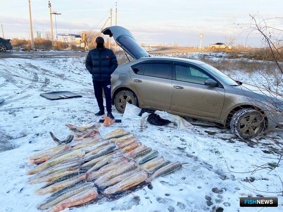 Осетровый груз перехватили правоохранители Осетровый груз перехватили правоохранители