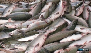 Российские уловы лосося вновь отличились в мировой статистике