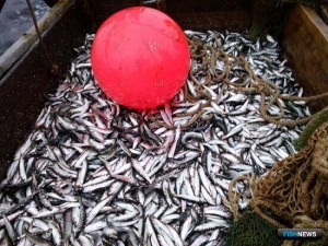 Самозанятые Карелии интересуются рыбным промыслом