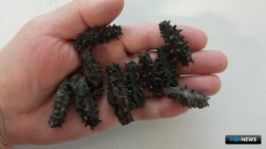 Таможенники обнаружили схему по масштабной контрабанде трепанга