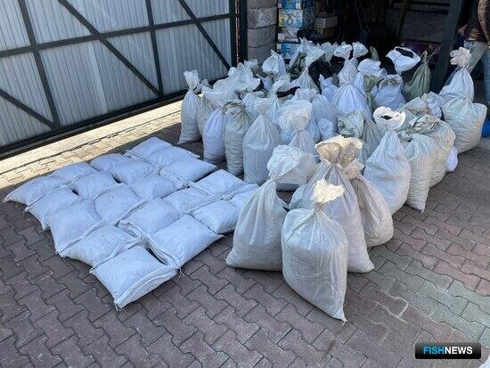 Таможенники обнаружили схему по масштабной контрабанде трепанга