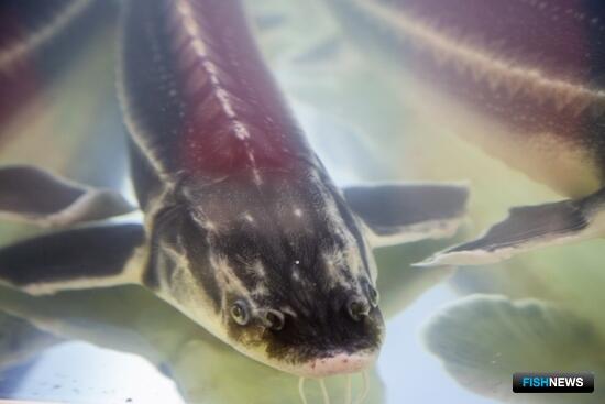 Для работы с осетровыми выпустили новые формы документов Для работы с осетровыми выпустили новые формы документов