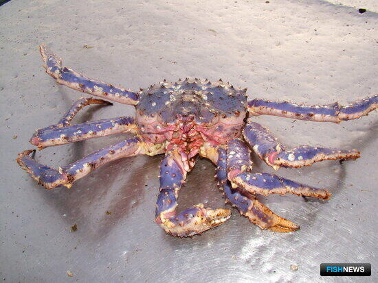 Сахалинские ловцы крабов ждут приговора Сахалинские ловцы крабов ждут приговора