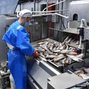 Приморье начало лов минтая с прибавкой