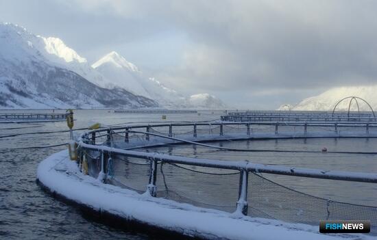 У Еврокомиссии возникли вопросы к лососеводам Норвегии