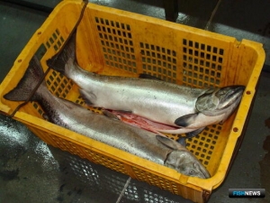 Законопроект о &laquo;собачьем&raquo; лососе сочли недоработанным