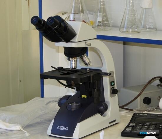 Наука оценит влияние климата на рыб Западной Сибири