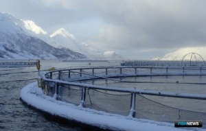 У Еврокомиссии возникли вопросы к лососеводам Норвегии