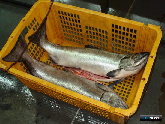 Законопроект о &laquo;собачьем&raquo; лососе сочли недоработанным