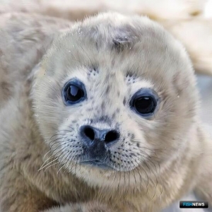 Дальневосточный морской заповедник встречает новорожденных ларг