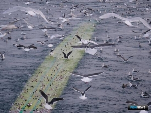 Рыбаки завершили январь с прибавкой