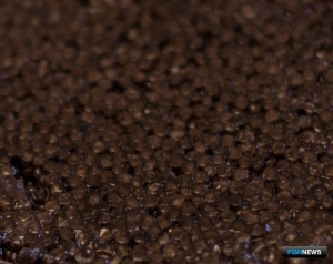 В Хабаровском крае заслушают дело об &laquo;осетровой&raquo; ОПГ