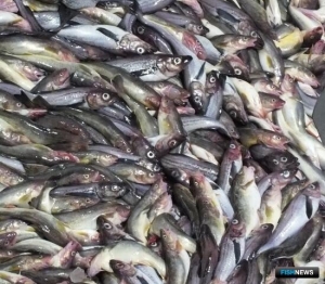 Вылов минтая в Охотском море превысил 200 тыс. тонн