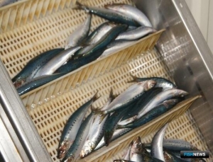 Рыбаки Хабаровского края взяли новый рекорд