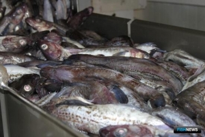 Промысел минтая на Дальнем Востоке показывает прибавку