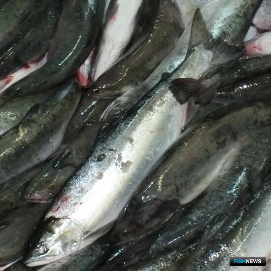 Браконьерский лов горбуши завершится приговором