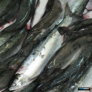 Браконьерский лов горбуши завершится приговором