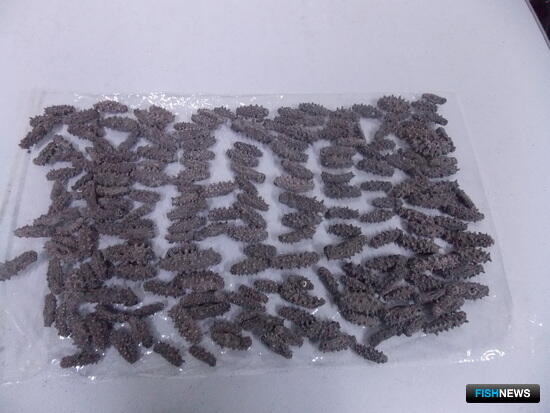 Таможня не пропустила трепанг в Поднебесную