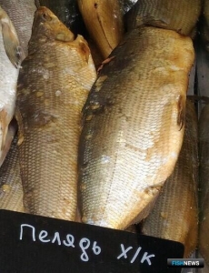 Югорская пелядь имела успех среди рыбопромышленников Югорская пелядь имела успех среди рыбопромышленников