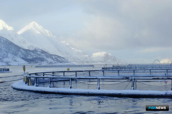 Экологи обвиняют лососеводов Норвегии в &laquo;кормовом империализме&raquo;