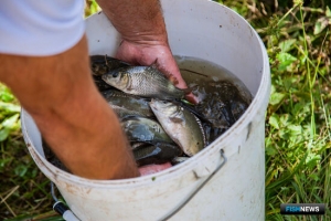 Речные участки на Кубани разобрали рыбоводы Речные участки на Кубани разобрали рыбоводы