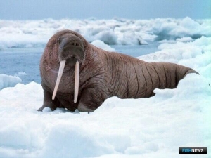 Камчатских моржей защитят новым охранным статусом Камчатских моржей защитят новым охранным статусом