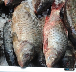 Озеро Ханка порадовало январскими уловами