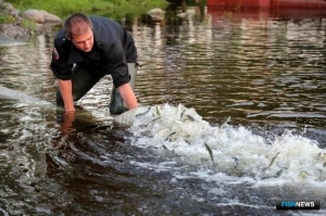 Главрыбвод рассказал о рекордах по выпускам