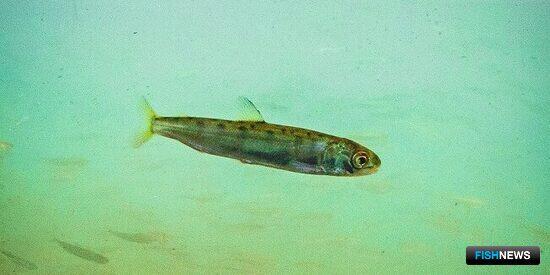 Рыбоводные заводы продолжают восстановление популяции каспийского лосося Рыбоводные заводы продолжают восстановление популяции каспийского лосося