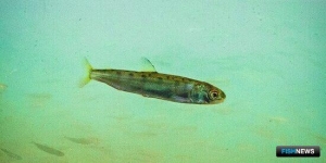 Рыбоводные заводы продолжают восстановление популяции каспийского лосося