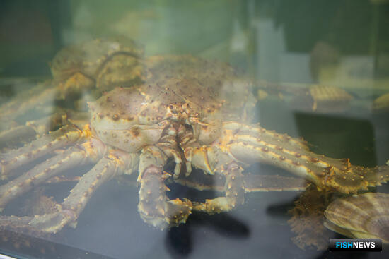 Краб, консервы и минтай: что спрашивают зарубежные покупатели