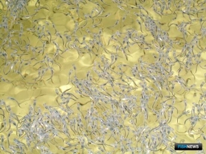 Условия льготного кредитования для АПК пересмотрели