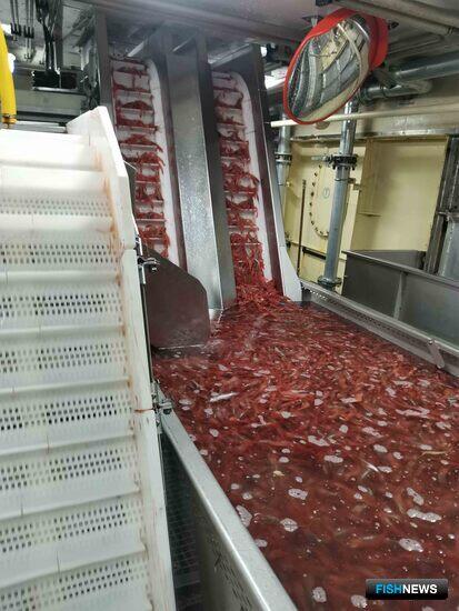 Наука отметила хорошие уловы северной креветки