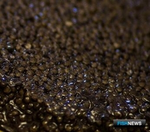 В Забайкалье суд рассмотрит дело об икорной посылке