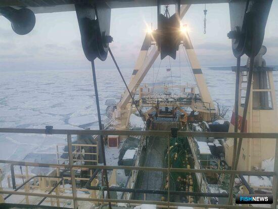 Наука отметила хорошие уловы северной креветки