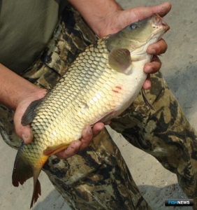 Запасы Волги и Волго-Донского канала предлагают к промыслу