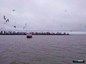 Калининградцы вышли на добычу салаки