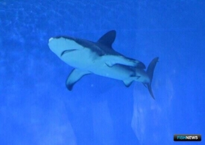 Власти Индии спешат на помощь акулам