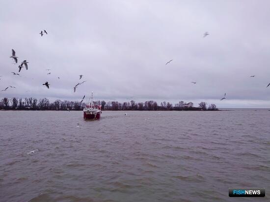 Калининградцы вышли на добычу салаки Калининградцы вышли на добычу салаки