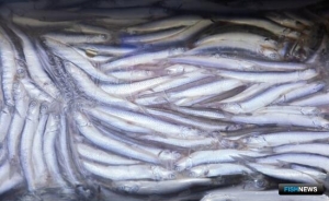 По рыболовству в Черном море вышли изменения